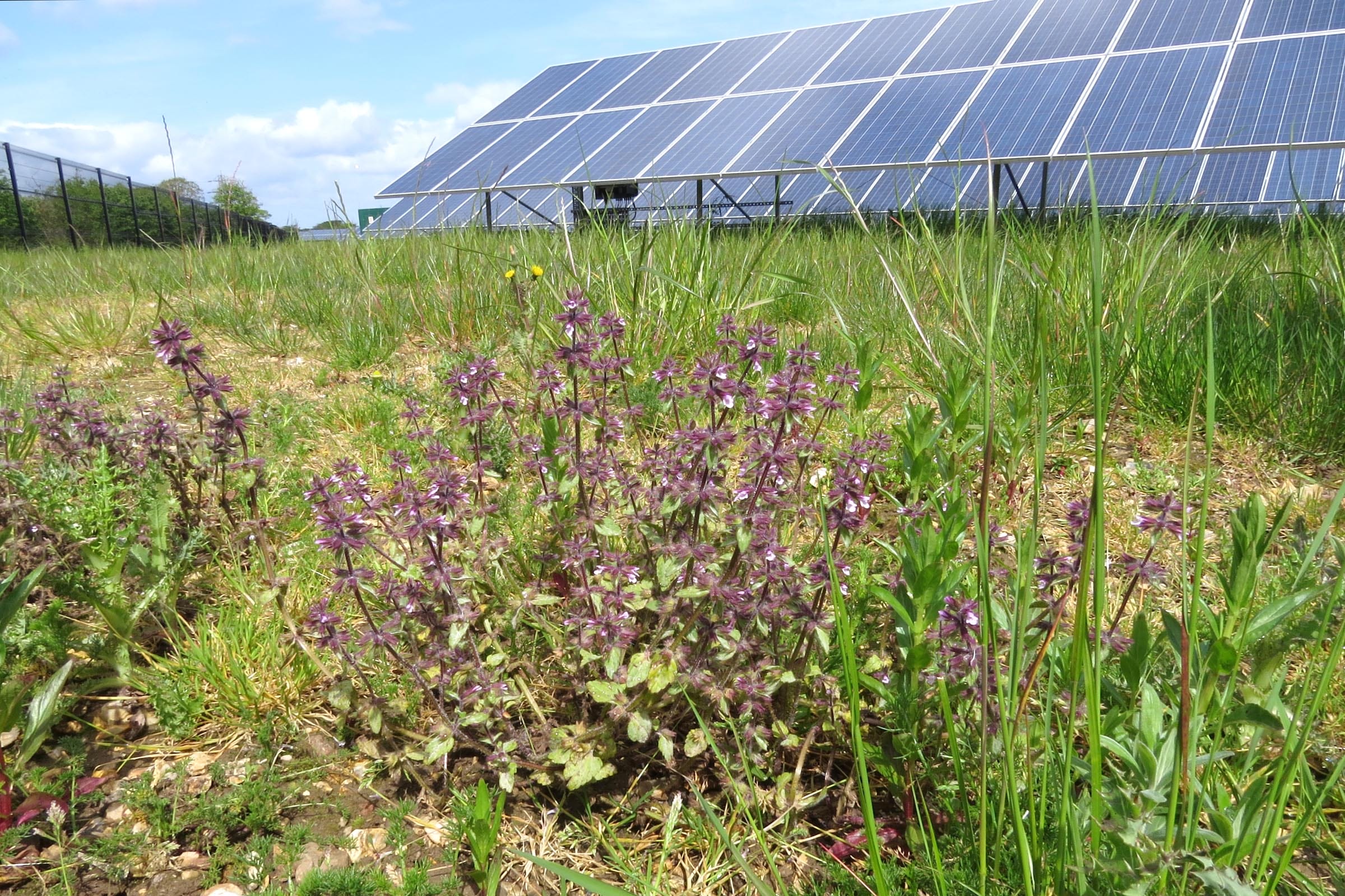 Solar biodiversity